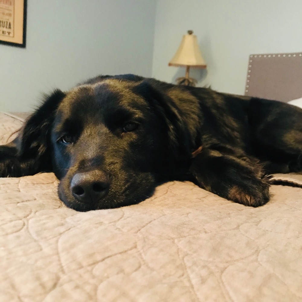 Meet your Posher, Lisa